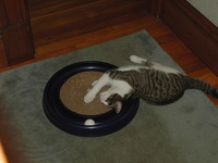Whitey-Turbo-Catten.JPG